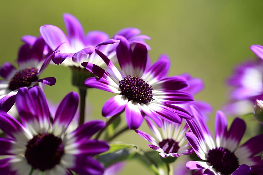 Flowers, Purple, White, Spring, Garden, nature, macro, plant HD wallpaper