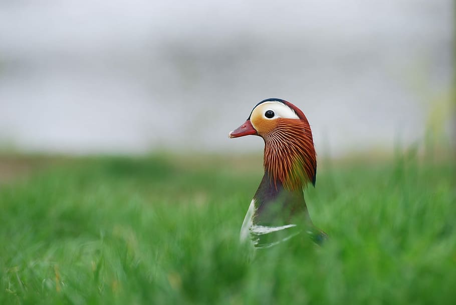 white, brown, and orange bird, black and brown duck on green grass