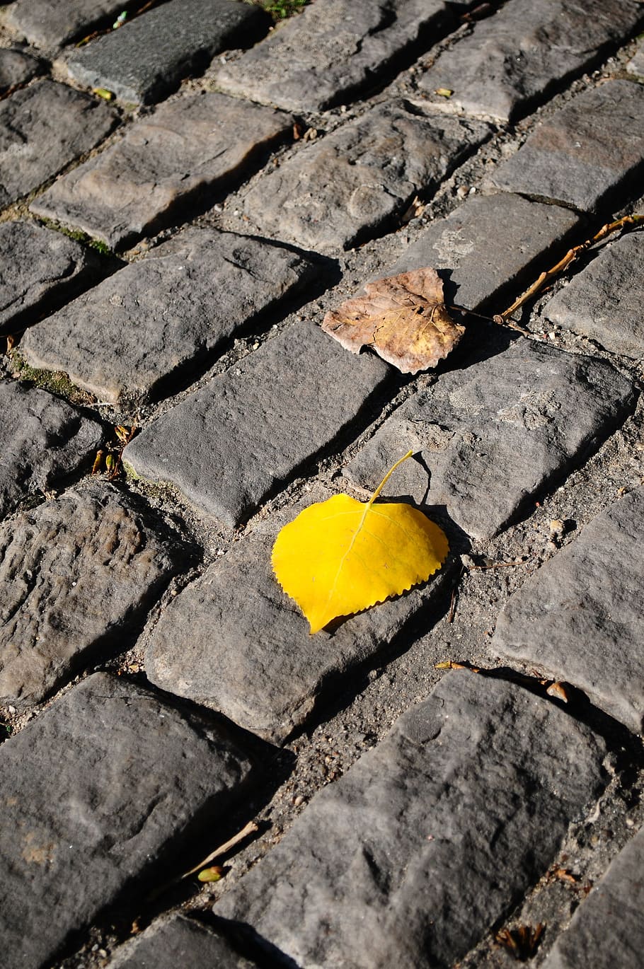 paris, stone, background, brick, rough, yellow, no people, high angle view HD wallpaper