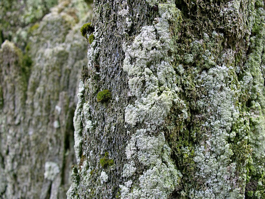 sea, moss, old, wal, plant, tree, textured, tree trunk, growth HD wallpaper