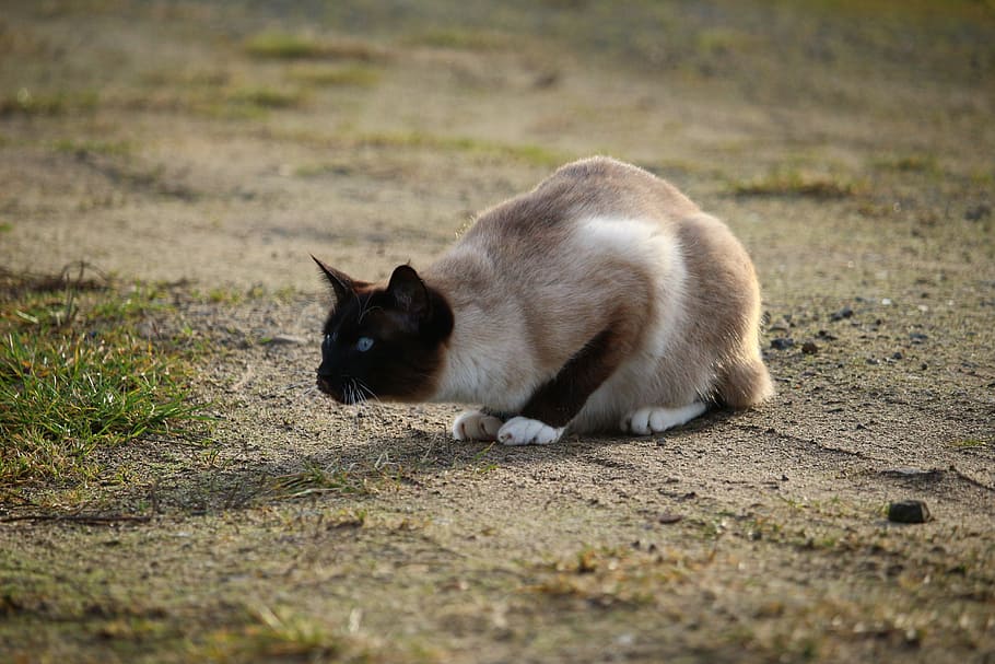cat, siamese cat, lauer, breed cat, mieze, one animal, mammal HD wallpaper