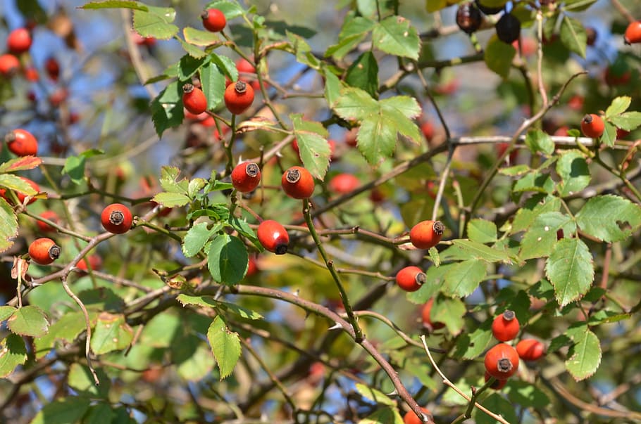 berry, rosa, canine, healthy eating, fruit, food and drink HD wallpaper