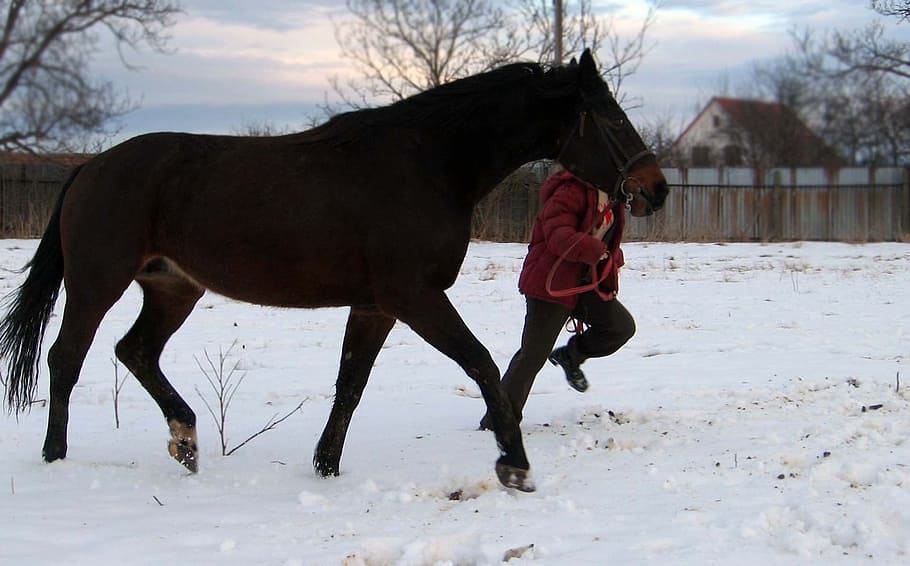 horse, mare, stallion, exercise, snow, winter, cold temperature HD wallpaper
