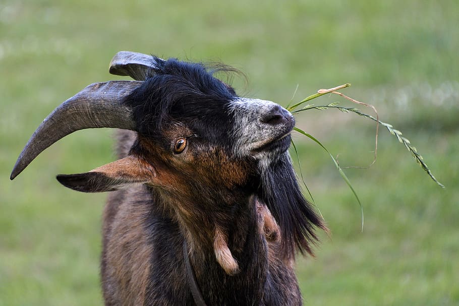 goat chewing grass facing camera, Eat, Horns, young, one animal HD wallpaper