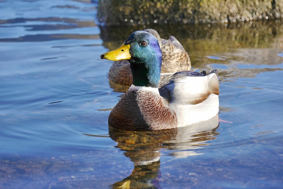 Mallard, Drake, Duck, animals in the wild, animal themes, one animal HD wallpaper