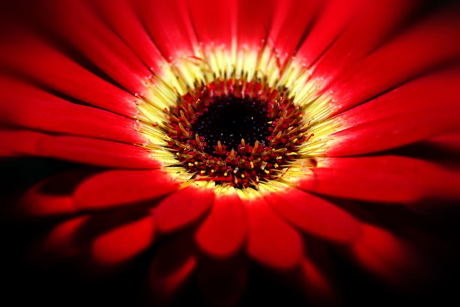 gerbera, blossom, bloom, macro, fragrance, romantic, spring HD wallpaper