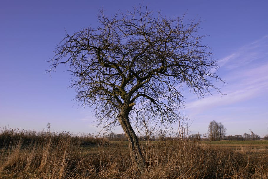 Tree, Meadows, leafless, autumn, branches, dry, nature, sky HD wallpaper