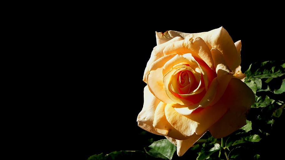 pink, yellow, flower, macro, garden, nature, rose - Flower HD wallpaper