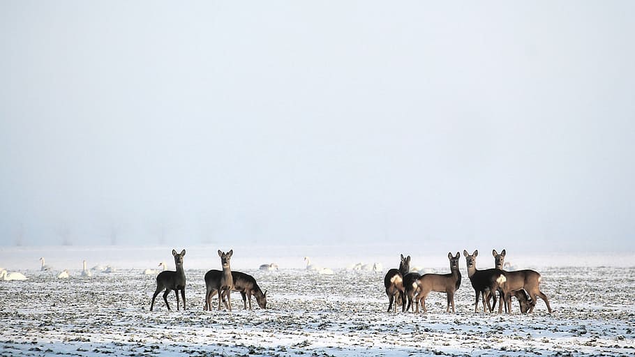 brown animals standing on snowfield, winter, deer, fallow deer HD wallpaper