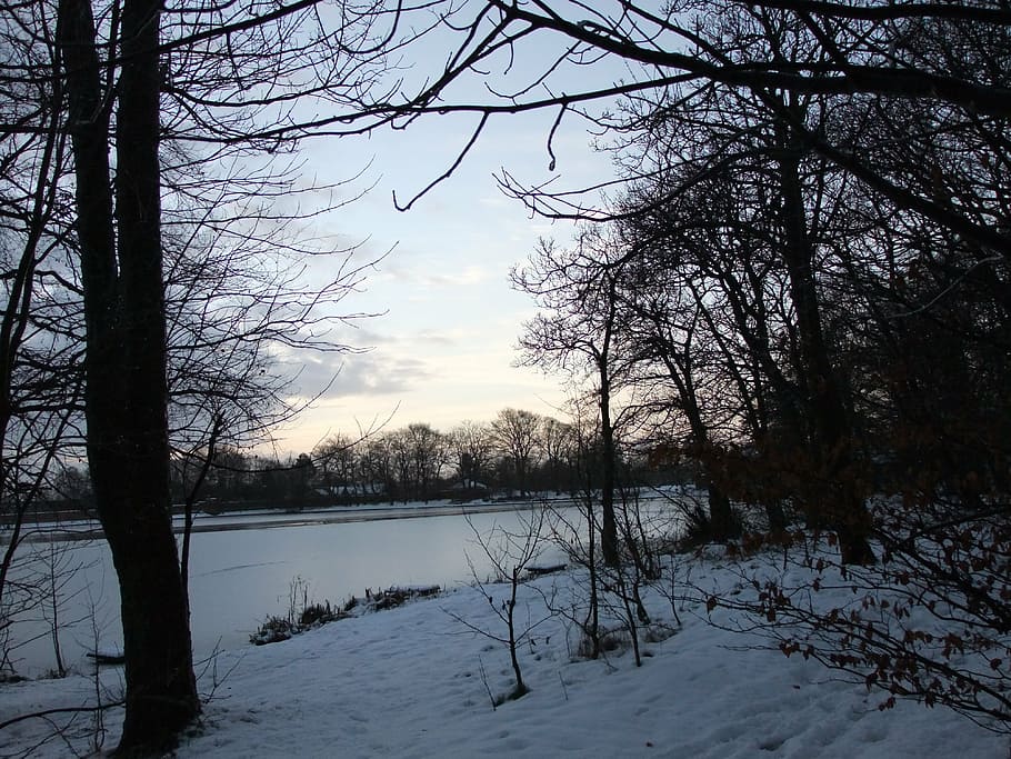snow, winter, trees, landscape, wilderness, scenery, natural HD wallpaper