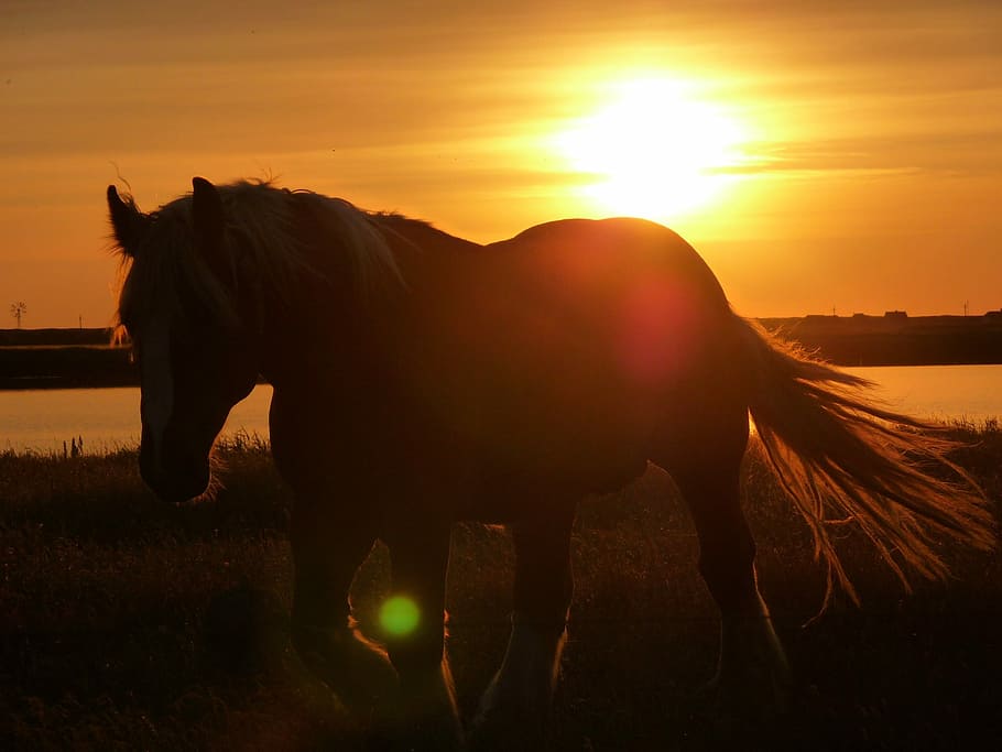 Horse photo under the sunset, pasture, brown, coupling, meadow HD wallpaper