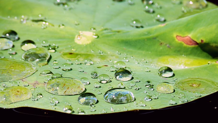 drip, water, structure, raindrop, transparent, beaded, run off HD wallpaper