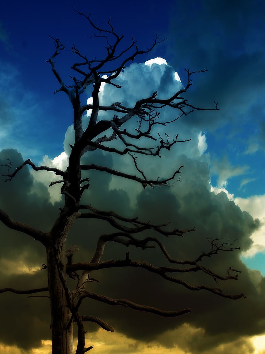 bare tree photo during daytime, clouds, sky, nature, weather HD wallpaper