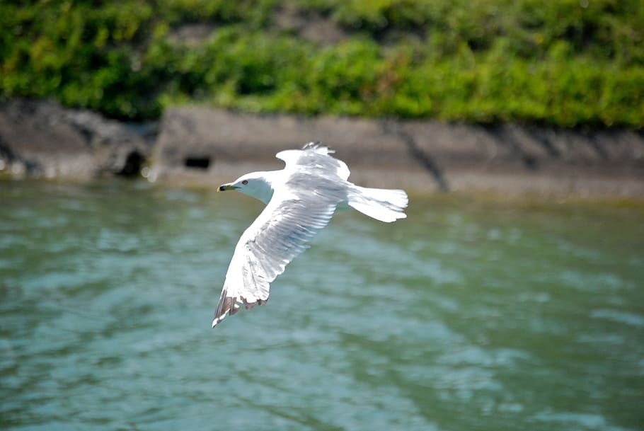 seagull, bird, fly, wings, feather, wildlife, beak, dom, outdoor HD wallpaper