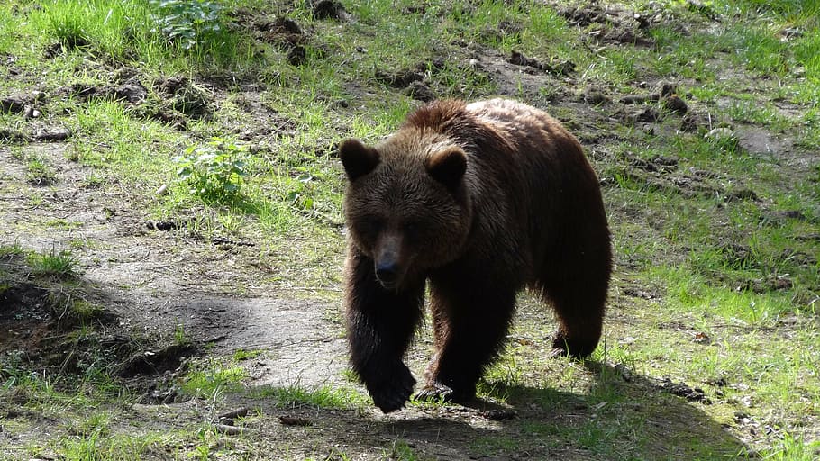 bear, mammals, teddy, forest, forests, brown bear, animal, animal themes HD wallpaper