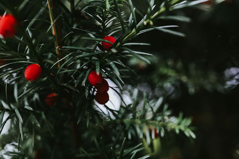 Red rowan on trees, fruit, branches, mountain ash, christmas HD wallpaper
