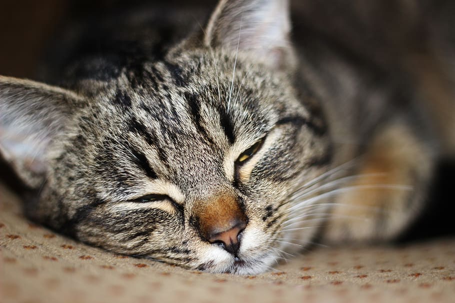 cat, yard cat, cat sleeping, mammal, animal themes, feline HD wallpaper