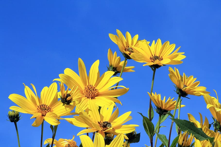 sunflowers under blue sky, jerusalem artichoke, yellow flower