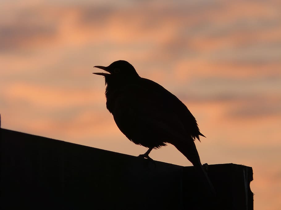 blackbird, sunset, silhouette, animal themes, vertebrate, one animal HD wallpaper