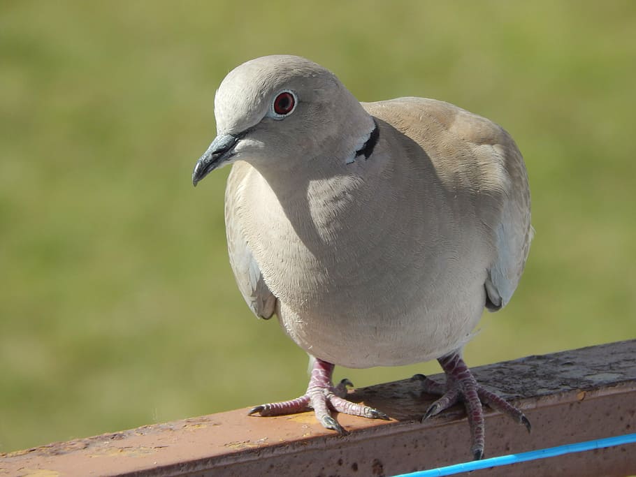 bird, pen, spring, dove, animal themes, animals in the wild HD wallpaper