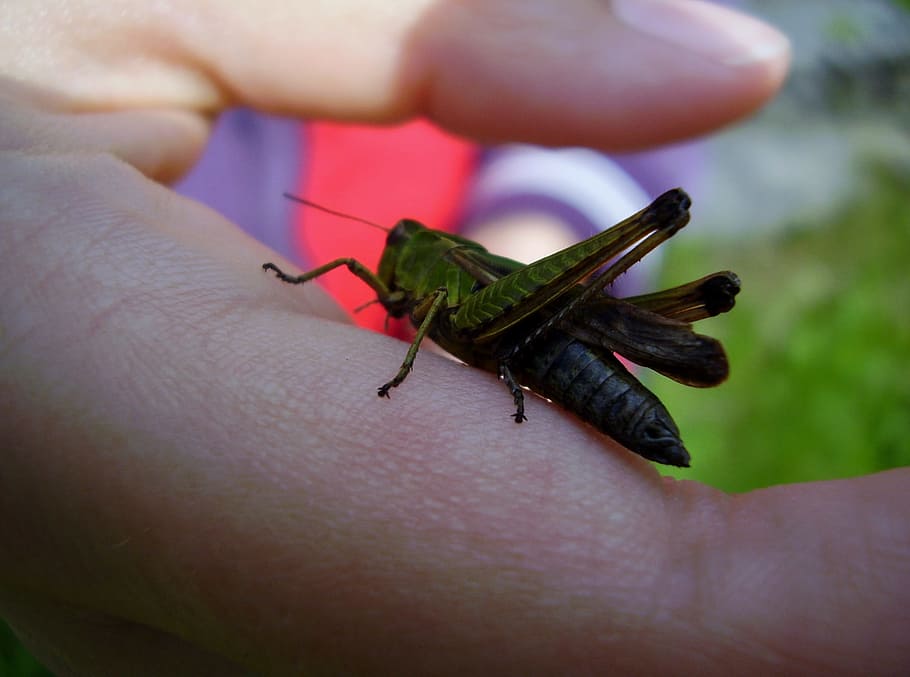 Grasshopper, Insect, animal themes, one animal, animals in the wild HD wallpaper