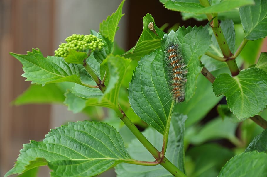 worm, bug, leaves, green, nature, leaf, plant part, green color HD wallpaper