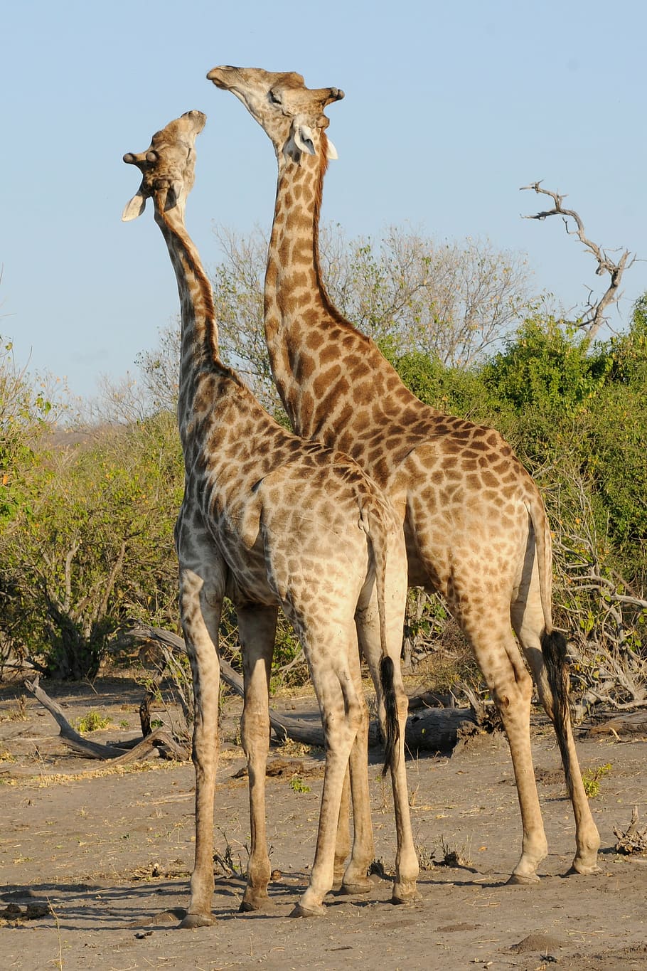 two brown giraffes near bush under blue sky during daytime HD wallpaper