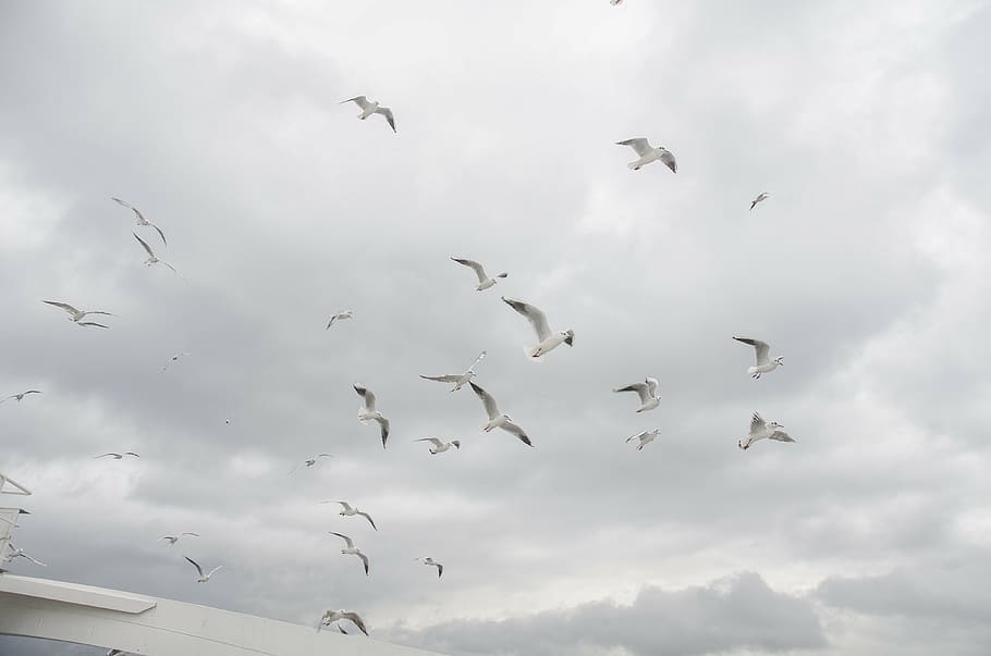 seagull, sky, cloud, birds, flying, animal themes, animals in the wild HD wallpaper