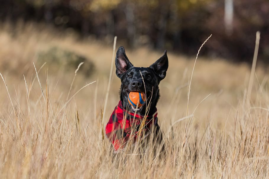 short-coated black dog playing orange ball on grass field during daytime, dog biting a ball on grass HD wallpaper
