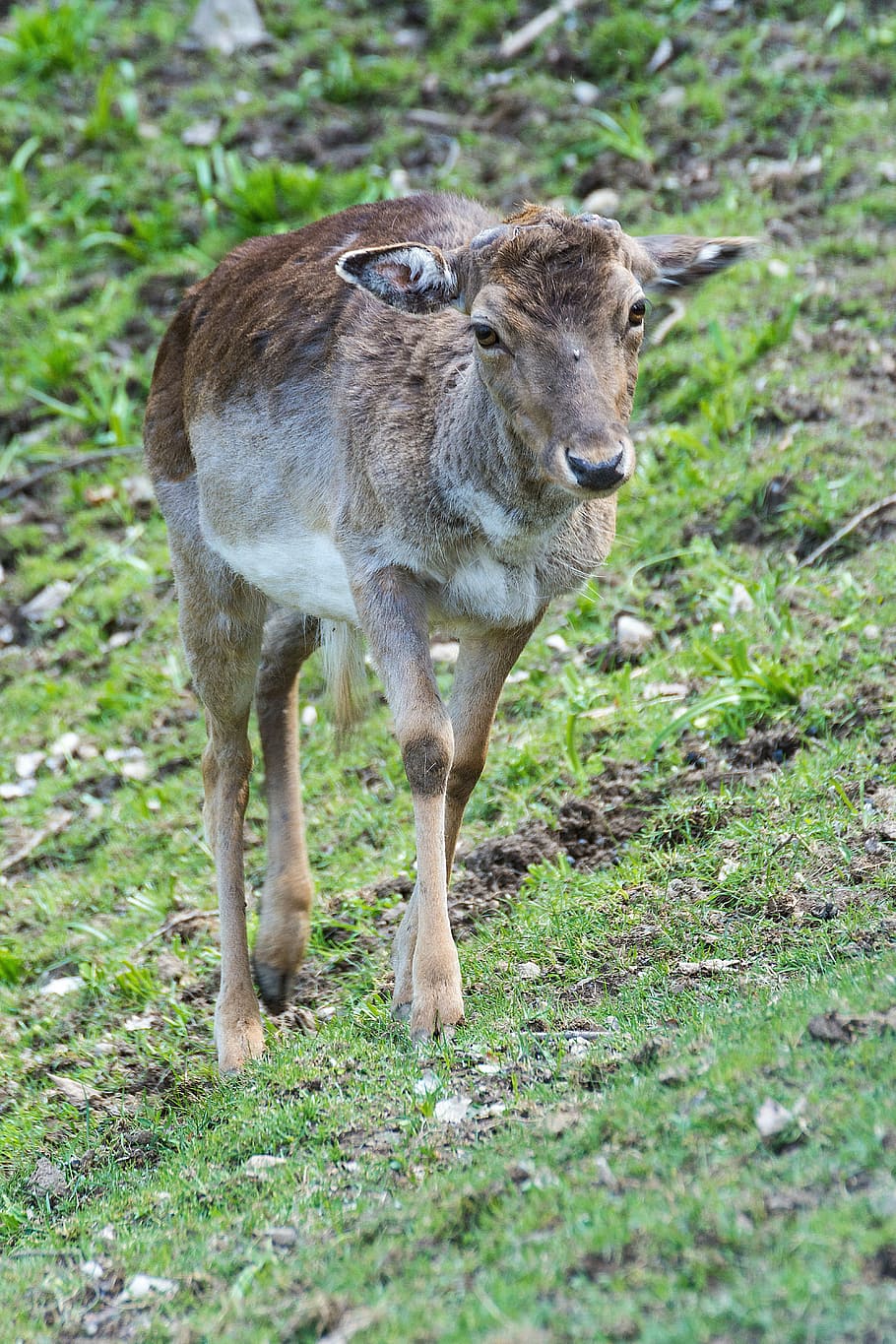 roe deer, forest, fallow deer, nature, animal, wild, mammal HD wallpaper