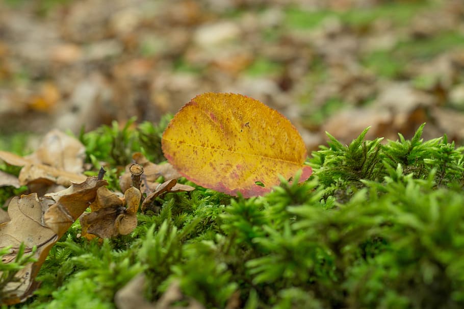 leaf, grass, plants, nature, ground, fall, plant part, autumn HD wallpaper
