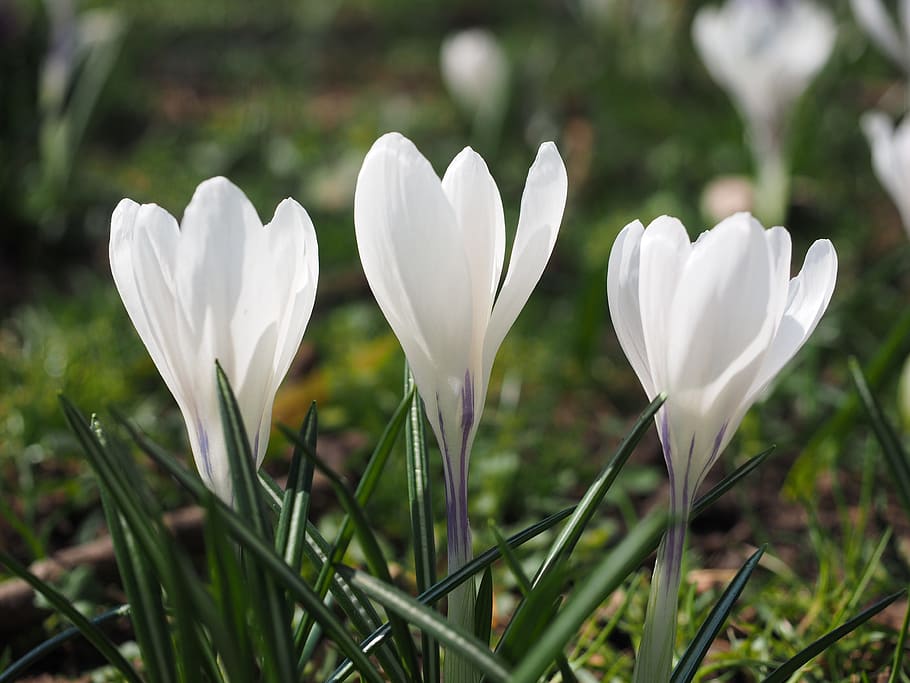 crocus, flower, spring, bühen, white, colorful, blossom, bloom HD wallpaper