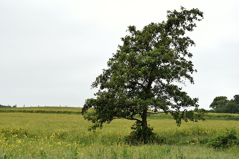 landscape, tree, spring, plant, sky, field, growth, tranquility HD wallpaper