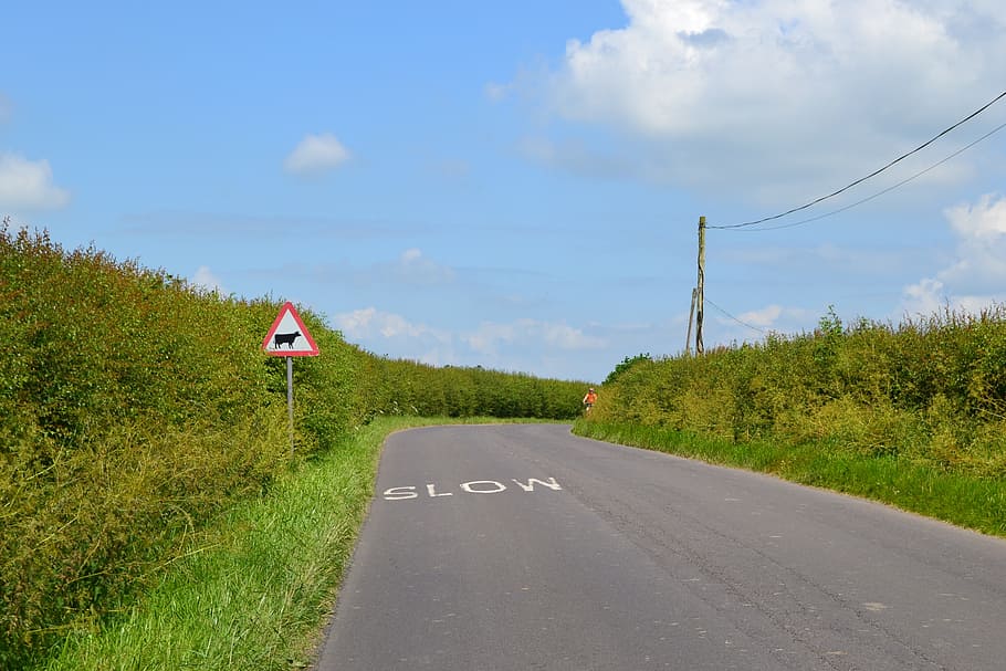road, slowly, line, shield, cow, nature, blue, hedge, bush HD wallpaper
