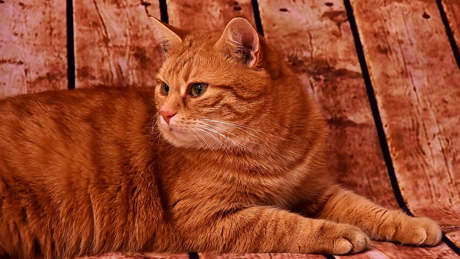 closeup photography of short-haired orange cat, mackerel, pet, HD wallpaper