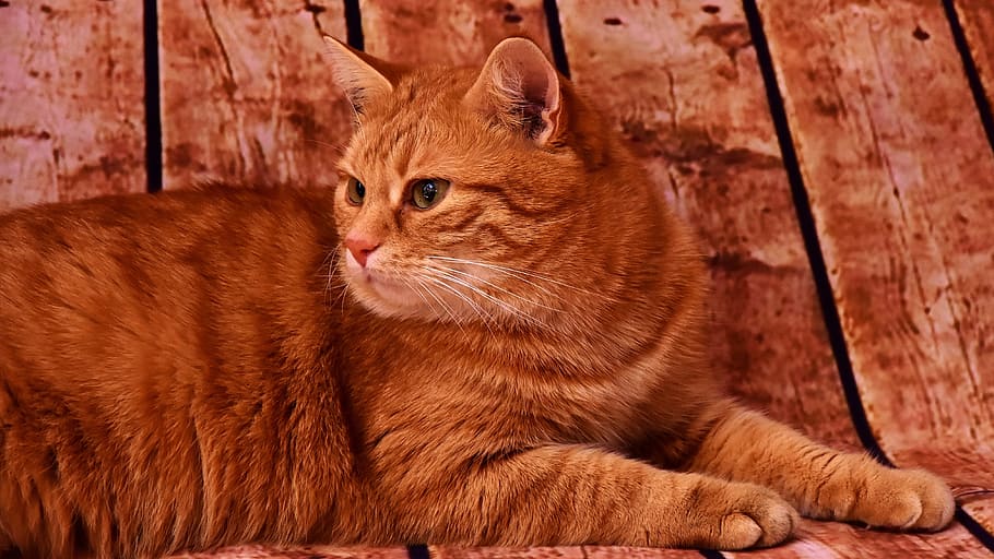 closeup photography of short-haired orange cat, mackerel, pet HD wallpaper