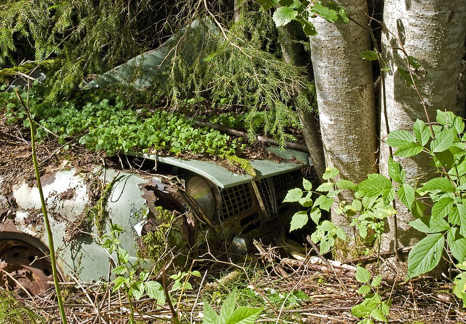 Car, Woods, Vehicle, Forest, Tree, Drive, park, travel, automobile HD wallpaper