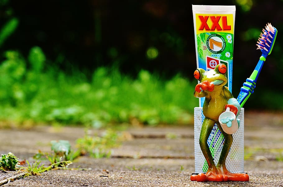 frog toothpaste holder during daytime, toothbrush, brushing teeth HD wallpaper