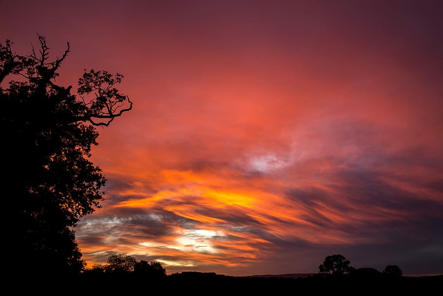 photography of forest during golden hour, silhouette of a tree photography HD wallpaper