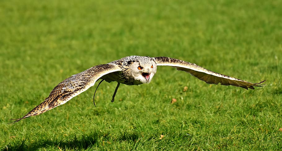 selective focus photography of flying horned owl above green grass field HD wallpaper