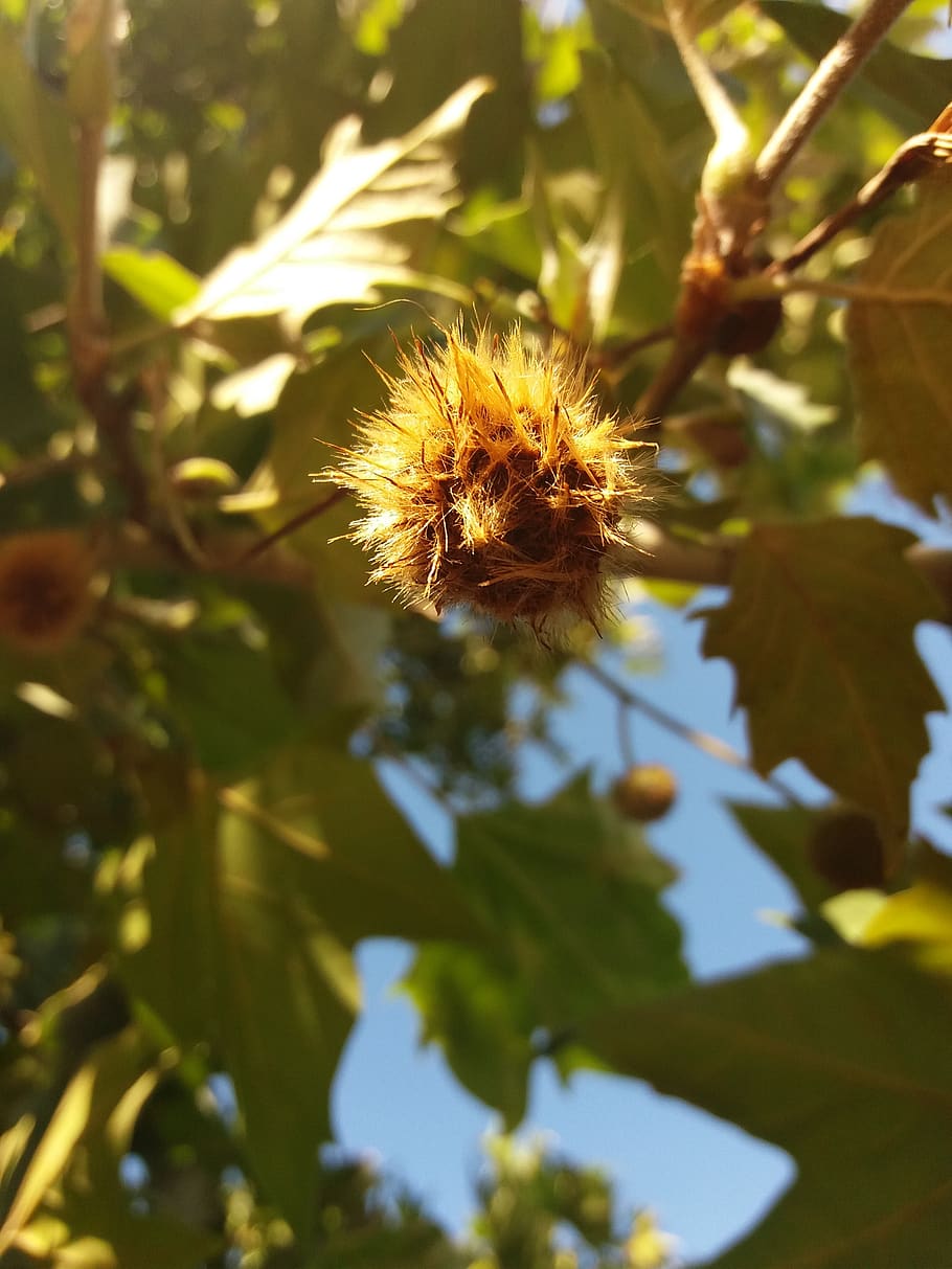 chestnut, late summer, chestnut tree, plant, growth, leaf, nature HD wallpaper