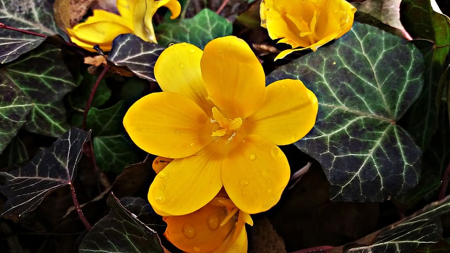 flower, yellow, meadow, nature, yellow flower, plant, spring HD wallpaper