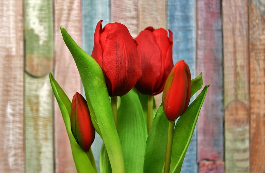 selective focus of two red petaled flowers, tulips, artificial HD wallpaper