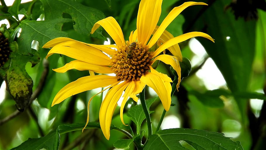 nature, flora, summer, flower, garden, leaf, closeup, beautiful HD wallpaper