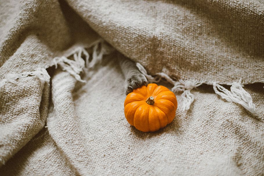 pumpkin on brown canvas textile, pumpkin on beige textile, squash HD wallpaper