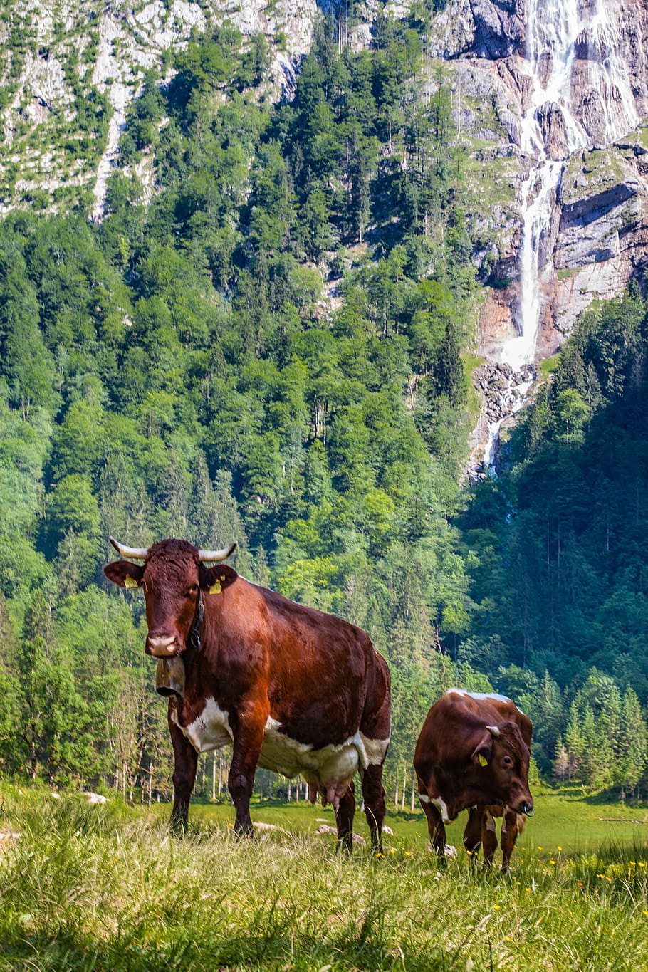 mountain, alm, cows, animals, beef, pasture, meadow, nature HD wallpaper