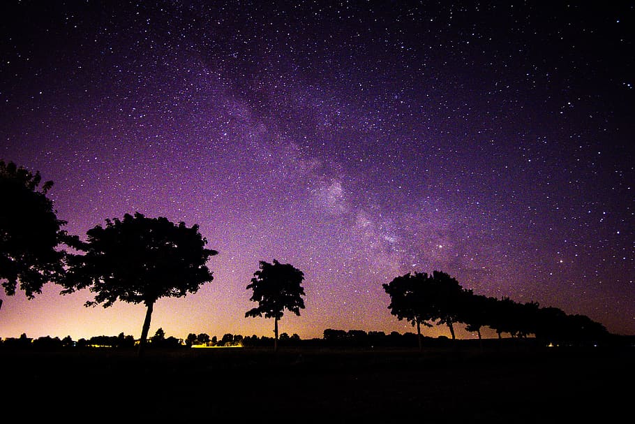 silhouette photo of trees under purple sky, aurora borealis HD wallpaper