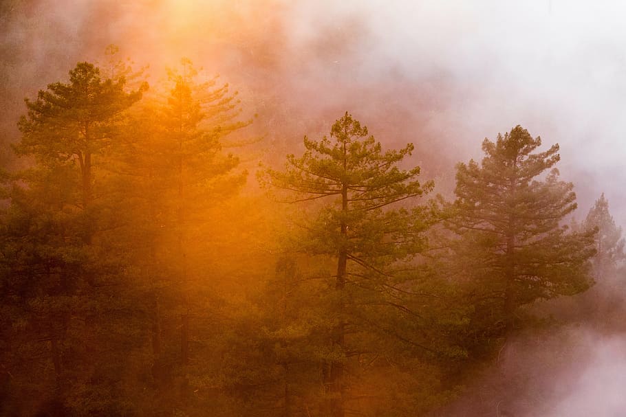 green leafed trees, landscape, view, forest, sunrise, woods HD wallpaper