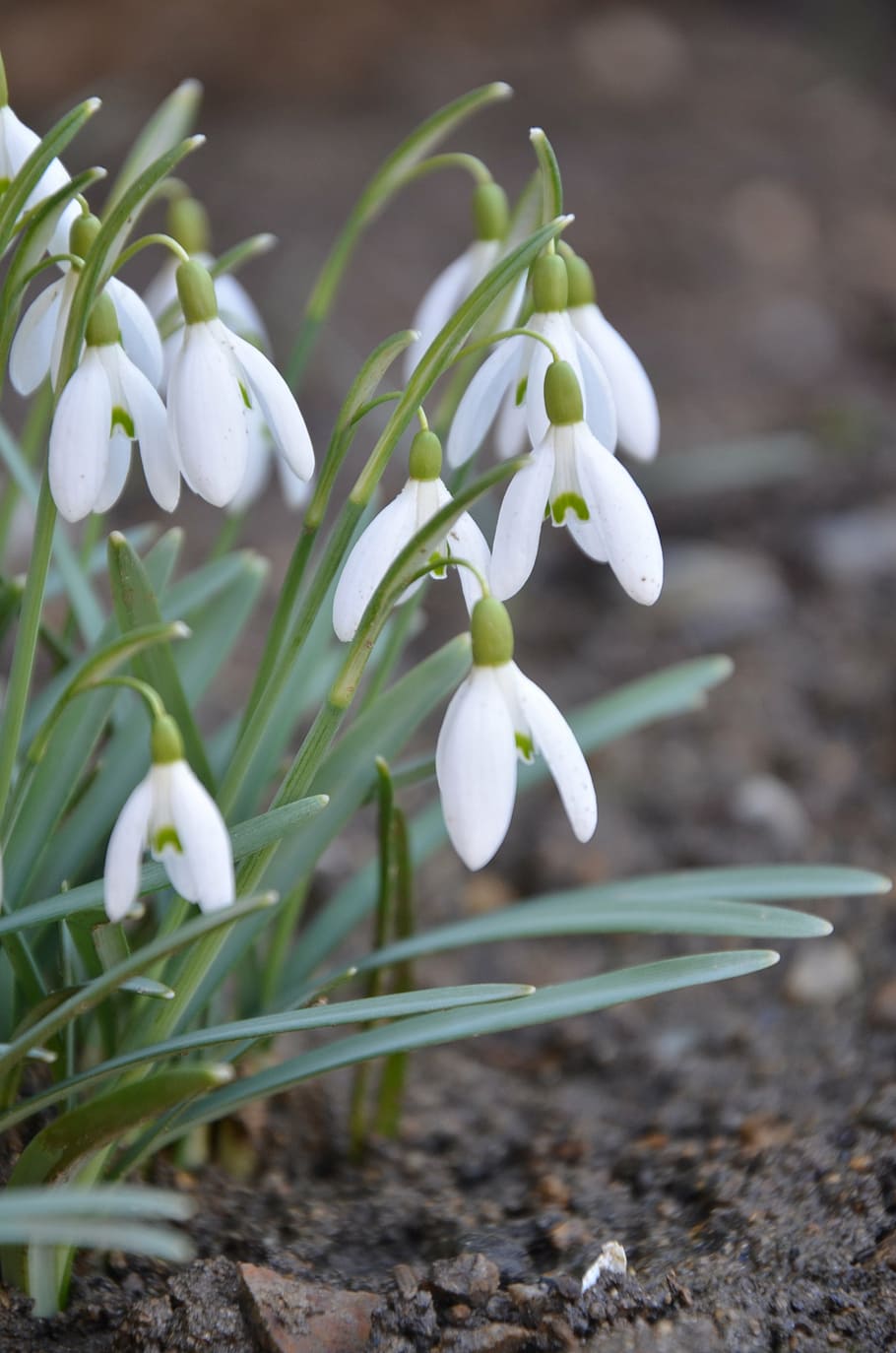 spring, flower, white, green, nature, plant, snowdrop, springtime HD wallpaper
