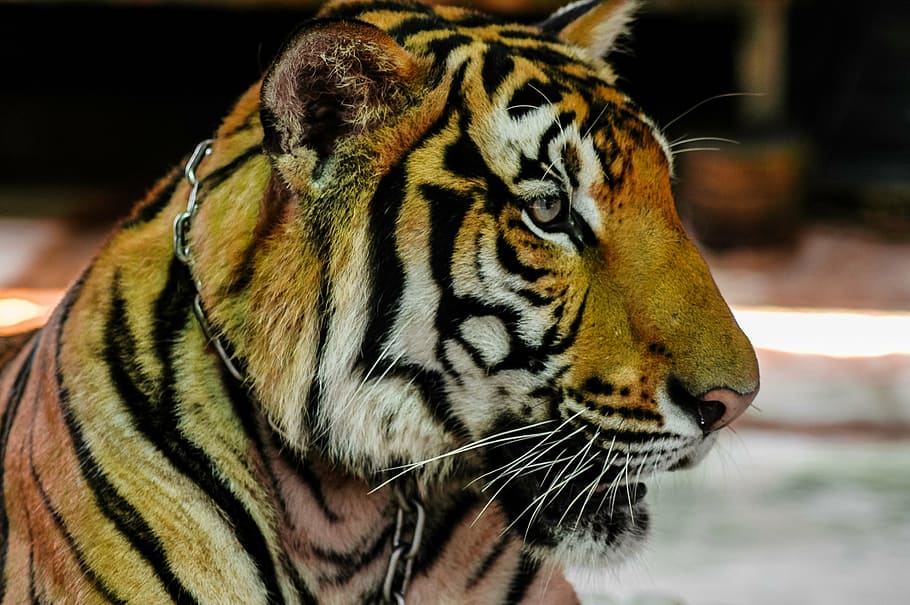 tiger, cat, portrait, animal, wildlife, striped, carnivore HD wallpaper